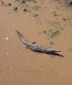 tarcoles-crocodile-river