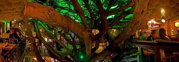 Tree House Monteverde