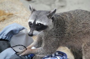 Little Animal Thieves Manuel Antonio