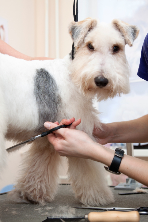 Picture of fox terrier getting his hair cut