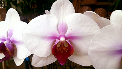 Foto de una hermosa orquídea