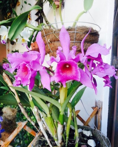 Foto de una orquídea de Vivero las Orquídeas