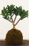 Foto de un Jade en kokedama