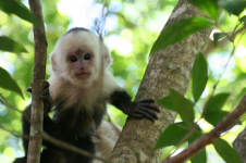 Picture of a capuchin monkey from Manuel Antonio National Park in Costa Rica