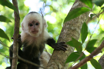 Manuel Antonio National Park