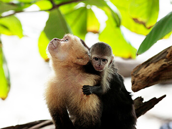 Foto de un mono cara blanca de Costa Rica