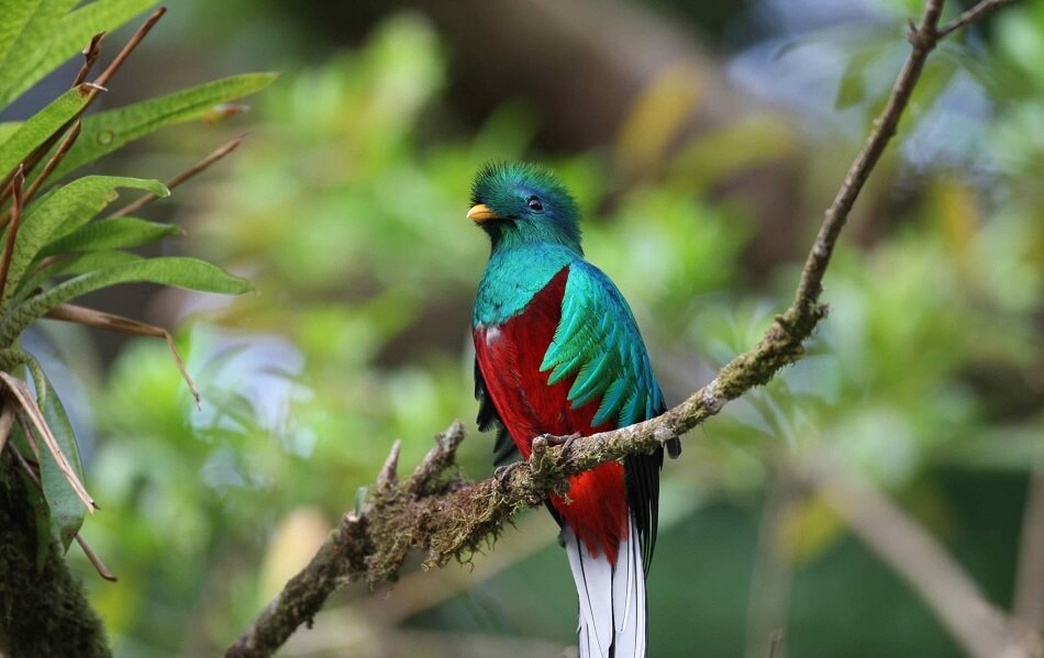 Beautiful picture of a Costa Rican Quetzal