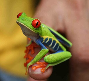 Picture of adorable frog in tourist finger