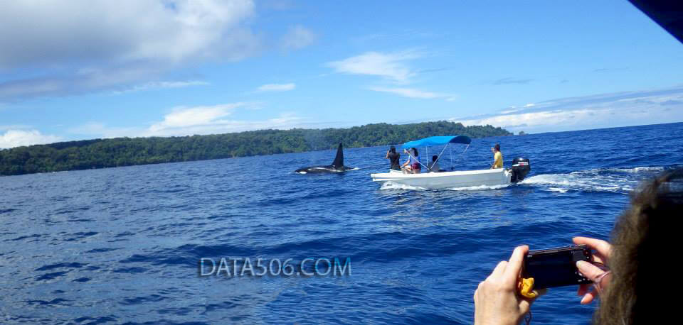 Foto de un tour de ballenas en el área de Corcovado, Costa Rica