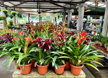 Comprar plantas ornamentales Vivero variado para comprar plantas ornamentales