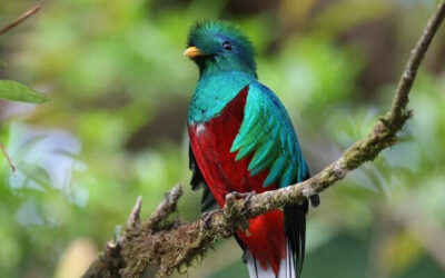 Places to Eat in Monteverde