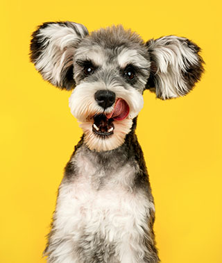 Veterinaria La Vete Curridabat