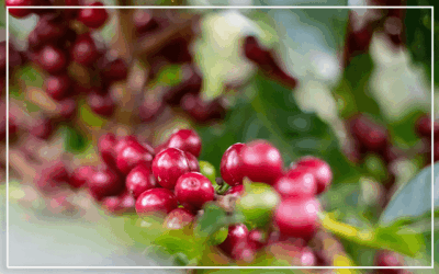 Costa Rica Coffee: Culture, Exports & Investor Trends