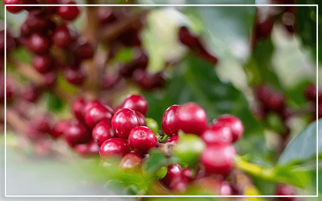 Costa Rica Coffee: Culture, Exports & Investor Trends