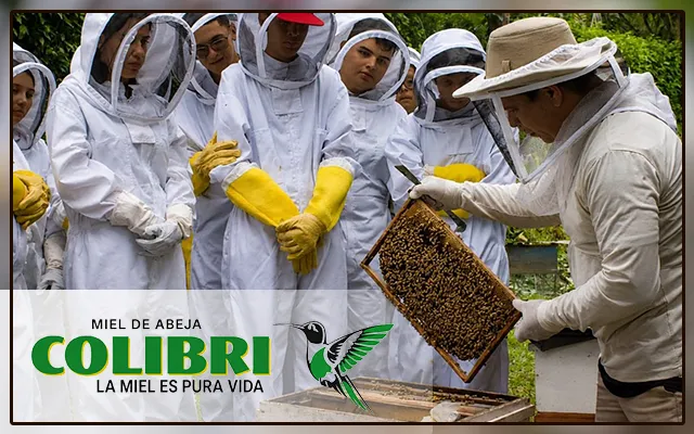 Visit a bee farm in Costa Rica
